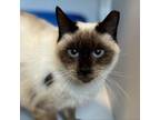 Adopt Lyla a Domestic Short Hair