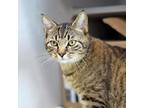 Keanu Domestic Shorthair Adult Male