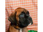 Boxer Puppy for sale in Linthicum Heights, MD, USA