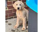 Labradoodle Puppy for sale in Mechanicsville, VA, USA