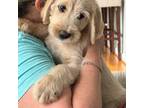 Labradoodle Puppy for sale in Mechanicsville, VA, USA