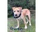 Gwen 29800 Terrier (Unknown Type, Medium) Young Female