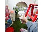 Maltese Puppy for sale in Wellesley, MA, USA