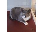 Kit Cat Domestic Shorthair Senior Female