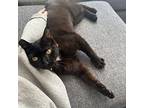 Charlie Domestic Shorthair Young Female