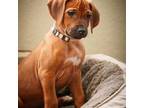 Rhodesian Ridgeback Puppy for sale in Parker, CO, USA