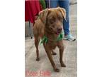 Adopt Coco Belle a Chesapeake Bay Retriever, Chocolate Labrador Retriever