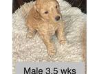 Mutt Puppy for sale in Florence, SC, USA