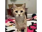 Thunder Domestic Shorthair Young Female