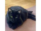 Ivy Domestic Shorthair Young Female