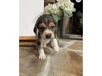 Adopt Brittany Mahomes a Beagle