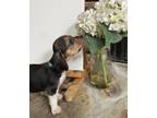 Adopt Karlie Kloss a Beagle