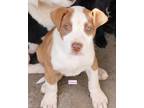 Adopt Soave a Pit Bull Terrier