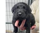 Speak Now Labrador Retriever Puppy Female