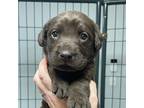 Evermore Labrador Retriever Puppy Male