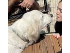Pearl Great Pyrenees Adult Female
