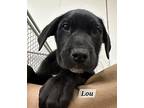 Lou Labrador Retriever Puppy Male