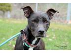 Adopt Jacy a Terrier, Pit Bull Terrier