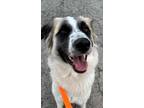 Adopt Gretel a Anatolian Shepherd, Shepherd