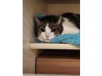 Adopt Chloe a Domestic Short Hair