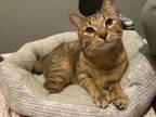 Adopt Lilah a Domestic Short Hair