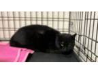 Adopt Goji a Domestic Short Hair