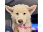 Adopt Maggie (Pink) a Siberian Husky