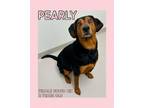 Adopt Pearly a Coonhound