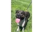 Adopt Zozo a Pit Bull Terrier, Mixed Breed