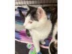 Adopt Sparrow a Domestic Short Hair