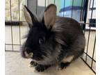 Adopt Emmy a Lionhead