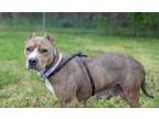Adopt Eve a Pit Bull Terrier