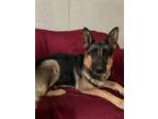 Adopt Marley a German Shepherd Dog