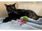 Adopt SHADOW a Domestic Short Hair