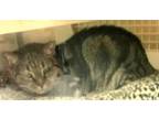 Adopt Raven a Domestic Short Hair