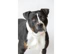 Adopt Roxy a Mixed Breed