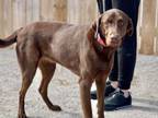Adopt Bella-C a Chocolate Labrador Retriever