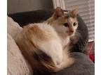 Adopt Cookie- Female a Dilute Calico