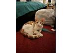 Adopt Kayla a Domestic Short Hair