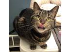 Adopt LOLA a Domestic Short Hair