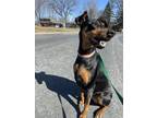 Adopt Raven a Doberman Pinscher