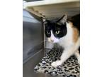 Adopt Argylle a Domestic Short Hair