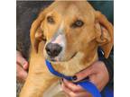 Adopt LEVI Available NOW - ADOPTION or RESCUE! a Treeing Walker Coonhound, Hound