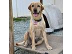 Adopt Hazelnut a Yellow Labrador Retriever
