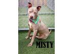 Adopt Misty a Terrier
