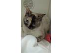 Adopt Mariah a Siamese, Domestic Short Hair