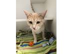 Adopt Missandei a Domestic Short Hair