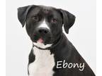 Adopt Ebony a Black Labrador Retriever, Pit Bull Terrier