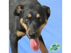 Adopt CJ a Mixed Breed