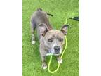 Adopt MONA a Pit Bull Terrier